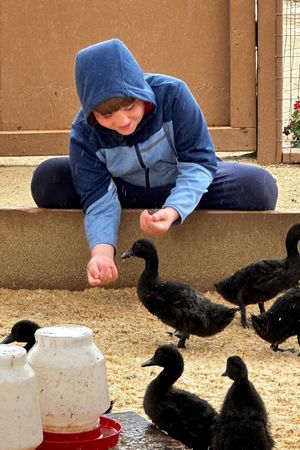 boy hand feeding ducks